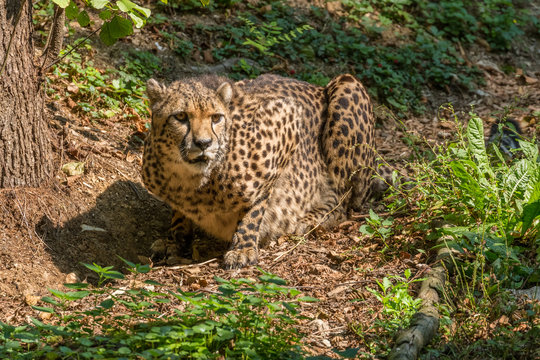 Cheetah resting in the sun