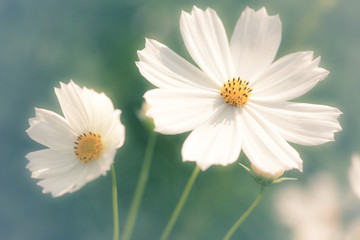 flower on soft pastel color