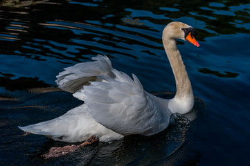 Naklejka premium Cygne blanc.