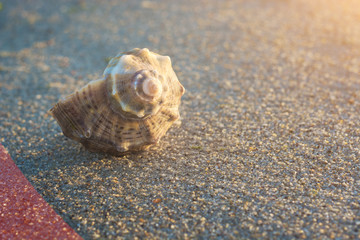 Shell on the sea beach