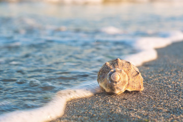 Shell with wave