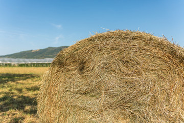 Hay bale in front of greenhouse