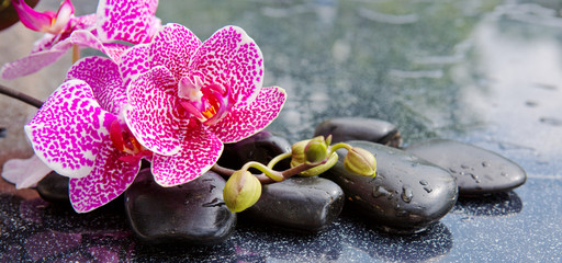 Zen basalt stones and orchid .