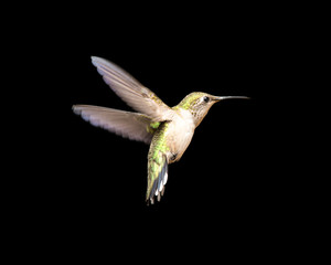Hummingbird in Flight Isolated on a Black Background © james_pintar