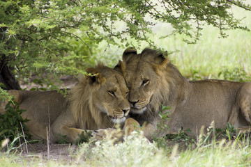 Amazing lions sitting and cuddling in the bush of Moremi Wild li