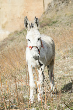 White donkey, close-up. Andalusia, Spain.