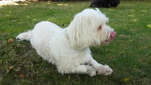 A white and a black havanese dog are chewing a bone. The white dog is then watching the black dog chewing.