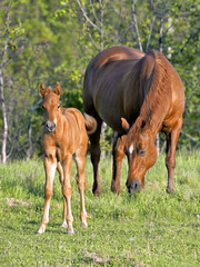 Obraz na płótnie Canvas Quarter Horse Mare and few week old Foal at pasture