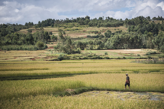 Lady in rice paddy fields on RN7 (Route Nationale 7) near Ambatolampy in the Central Highlands, Madagascar