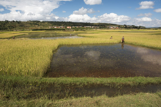 Rice paddy fields on RN7 (Route Nationale 7) near Ambatolampy in the Central Highlands of Madagascar