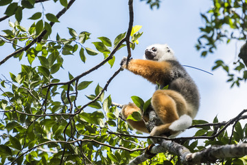 Diademed sifaka (Propithecus diadema), a large lemur in Perinet Reserve, Andasibe-Mantadia National Park, Eastern Madagascar