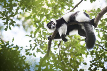 Black and white ruffed lemur (Varecia variegata), endemic to Madagascar, seen on Lemur Island, Andasibe National Park, Madagascar