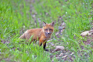 Naklejka na ściany i meble Curious Baby Red Fox standing in grass