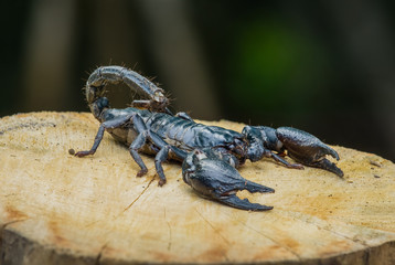 Closeup view of a scorpion on wood in nature.