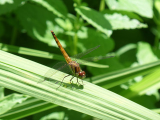 Dragonfly on a Green Leaf in the Sunshine