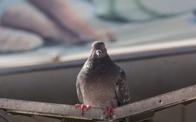 urban pigeon on the roof