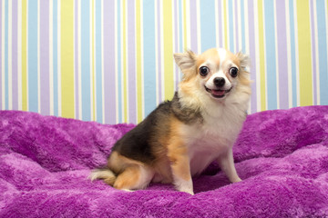 Longhair chihuahua dog