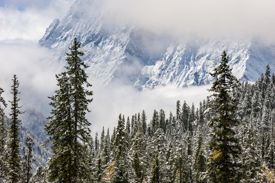 Early in morning frost on trees in Mount Siguniang, an area of outstanding natural beauty in Sichuan Province, China