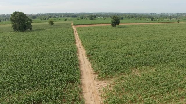 Green corn farm field, Aerial view. UHD 4k, 3840x2160.
