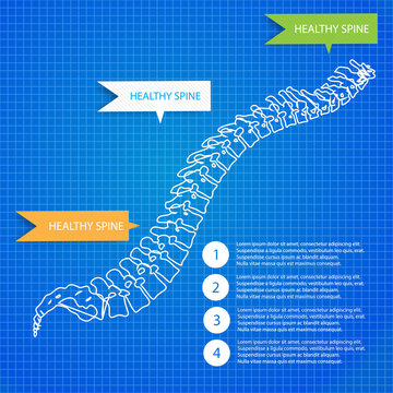 Beautiful timeline infographic medic spine human on the blueprint background. Clean and elegant style
