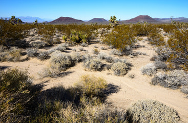 Mojave National Preserve