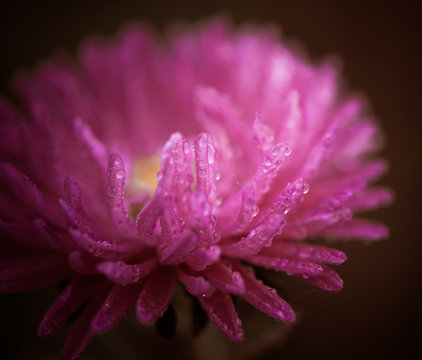 wer fall flower bud closeup