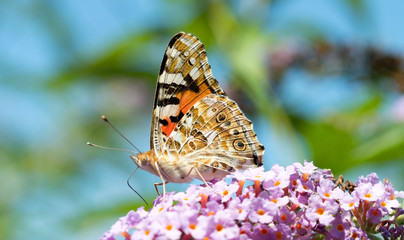 big beautiful butterfly