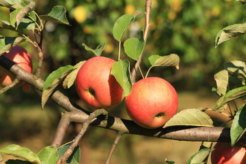 Two red apples on the branch in the garden