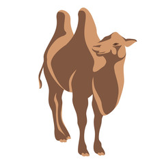 adult camel vector illustration style Flat