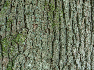 Tree bark texture or background.