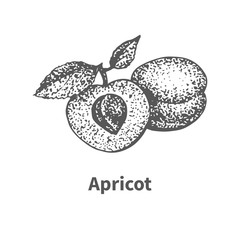 Vector illustration hand-drawn apricot