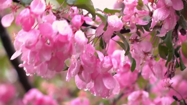 Blooming pink apple branch on the rude wind after the rain in slow motion. Closeup shot. Beautiful fresh spring nature scene. Shallow dof. Full HD footage 1920x1080.

