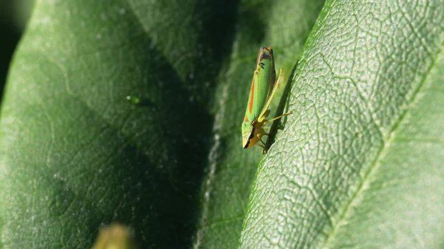 Video clip of a rhododendron leafhopper sucking sap from a leaf 