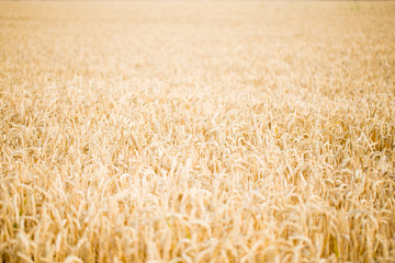 Field of rye. Wheat of field.