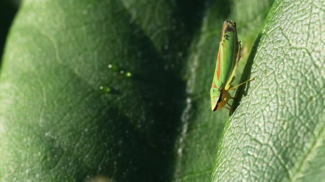 Video clip with pan and zoom of a rhododendron leafhopper moving on a leaf while sucking sap from it