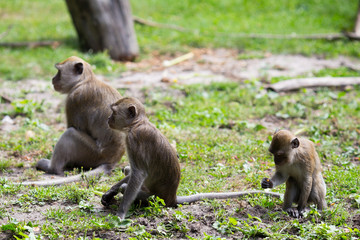 Monkey family at the water.