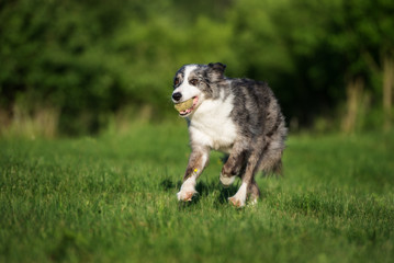 border collie dog running outdoors