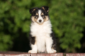 adorable sheltie puppy sitting outdoors