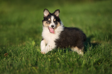 happy sheltie puppy running outdoors
