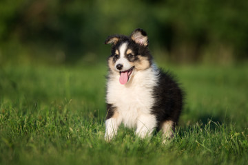 Fototapeta premium happy sheltie puppy walking outdoors