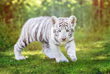 Fototapeta na wymiar white tiger cub walking outdoors