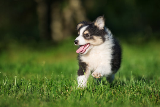 happy sheltie puppy running outdoors