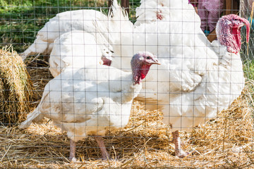 Индюшки в клетке © ais60