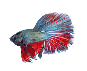 Fototapeta premium siamese fighting fish, betta isolated on white background.