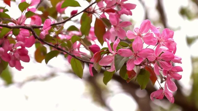 Slow motion shot of blooming pink apple branch trembling on the wind on light blur background. Shallow dof. Sweet close up spring nature scene in sunny day. Full HD footage 1920x1080.
