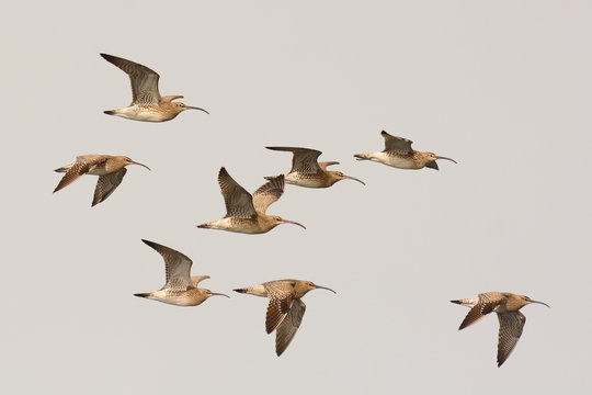 Chiurlo piccolo (Numenius phaeopus) - stormo in volo