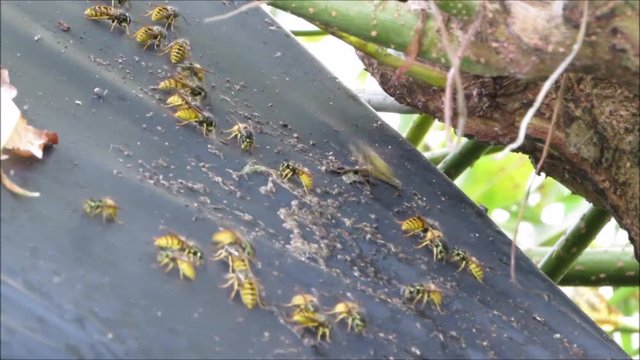Swarm of common wasps, Vespula vulgaris, feeding on aphid honeydew that has dripped onto a shed roof. Hand held.