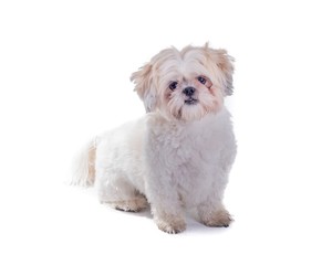 Dog on white background, taken in a studio.