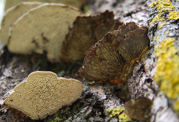 Yellow tree fungi in autumn 4
