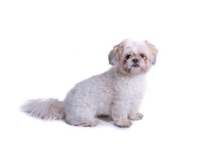 Dog on white background, taken in a studio.